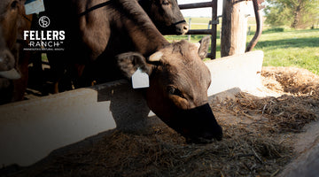 Is Fellers Ranch Wagyu Beef Grass Fed or Grain Fed?