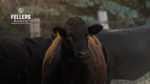The History of Wagyu Beef