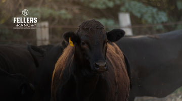 The History of Wagyu Beef